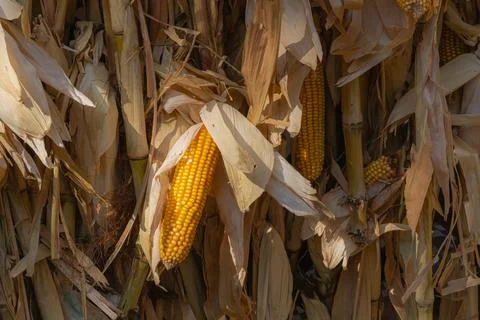 Ripe yellow corn cobs on dry stalks and husks in rustic autumn harvest agri.. Fotos Stock