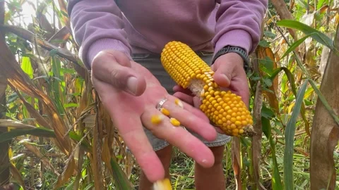 Ripe yellow corn kernels Stock Footage 252354403
