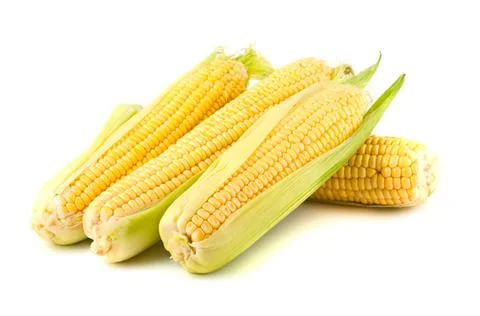 Ripe yellow corn Stock Photos