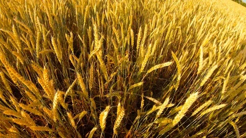 Ripe yellow ears of wheat shake under wind on field top view agriculture Stock Footage 119938477