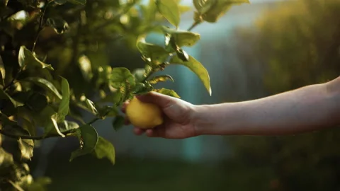 Ripe yellow lemons hanging on tree. Man arm or hand plucking fruits with sunligh Vidéo 168315858