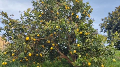 Ripe yellow lemons hanging from a tree branch in a garden Stock Footage 342348151