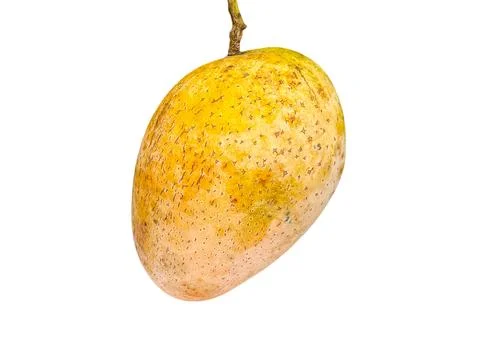 Ripe yellow mango with brown flecks hangs from its stem over white Foto stock