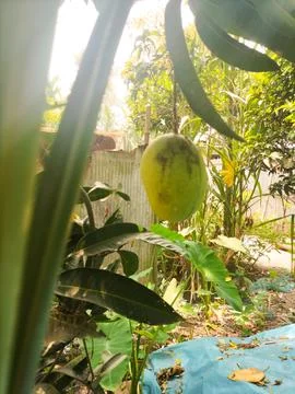 Ripe yellow mango on tree branch natural view Stock Photos