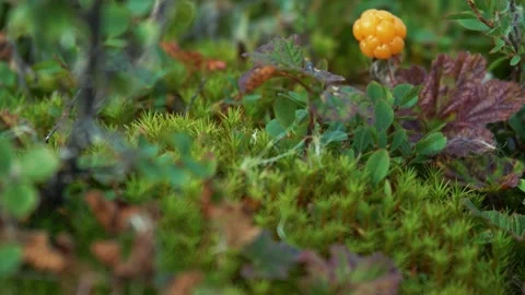 Ripe yellow orange cloudberry on a background of green leaves. Stock Footage 252216479