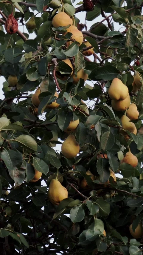 Ripe yellow pears hang on leafy tree branches in orchard, with green foliage and Stock Footage 346774394