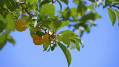 Ripe yellow plum fruit on a tree branch with green leaves Stock-Footage 334039769