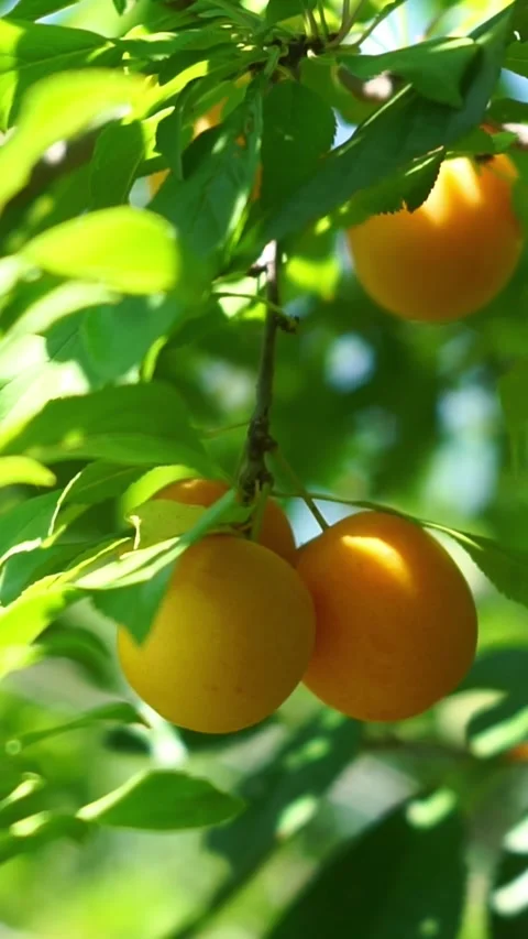 Ripe Yellow Plums Growing on Tree Branch in Sunlight Stock Footage 346640582