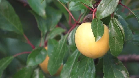 Ripe yellow plums on the tree. Fruit tree. Seasonal harvest. Video stock 79360391