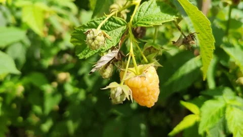 Ripe yellow raspberry berry on a bush. Berry farm or orchard in the country Video stock 251948876