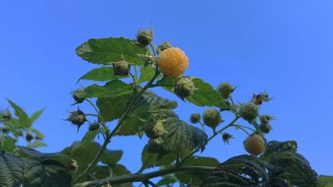 Ripe yellow raspberry bush close-up. Raspberry bush in a summer garden.  Stock Footage 116233677