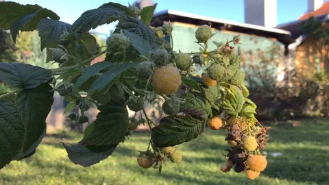 Ripe yellow raspberry bush close-up. Fresh yellow raspberry. Stock Footage 116233697