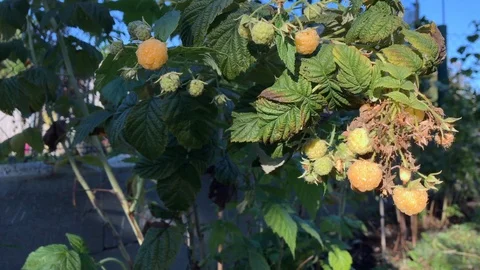 Ripe yellow raspberry bush close-up. Fresh yellow raspberry. Stock Footage 116235125