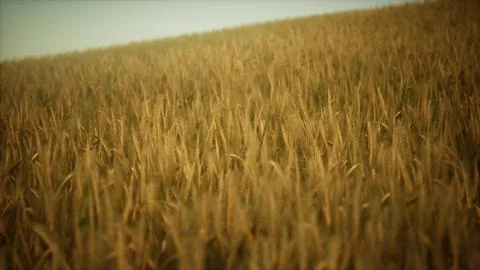 Ripe yellow rye field under beautiful summer sunset sky with clouds Stock Illustration