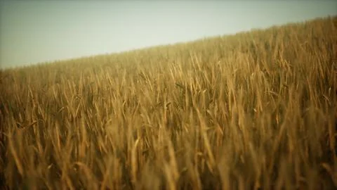 Ripe yellow rye field under beautiful summer sunset sky with clouds Stock Illustration