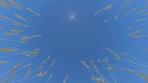 Ripe yellow spikelets are stretched out towards the bright midday sun, which Stock Footage 152329005