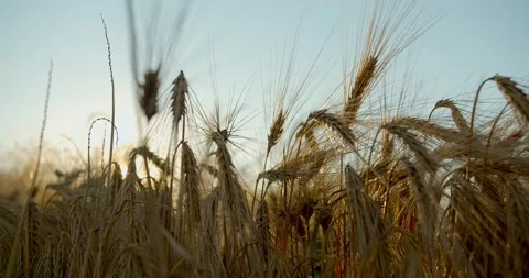Ripe yellow wheat on the field at sunset closeup detailed view Видео 134484237