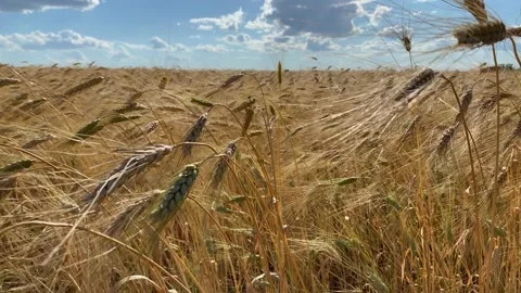 Ripe yellow wheat on the field at sunset Stock Footage 136870167