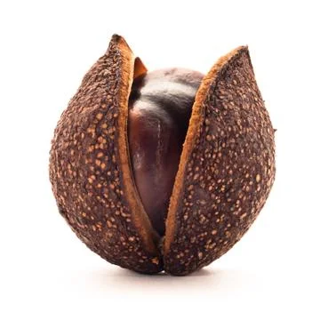 Riped chestnut Stock Photos