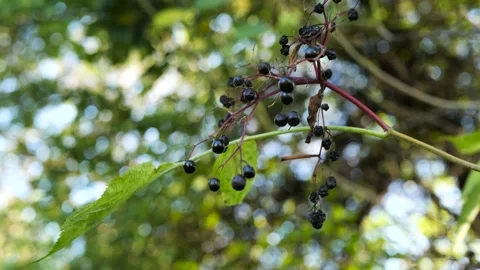 Riped elder berries moving in the soft wind Stock Footage 161256942