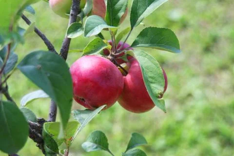 Riped, fine, red apple on the tree ready to eat Stock Photos