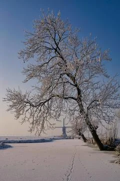 Riped tree hanging over a pond near Hardinxveld-Giessendam Stock Photos