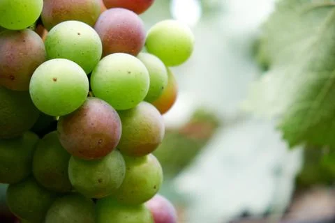 Ripe grapes Stock Photos
