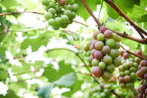 Ripe grapes Foto stock