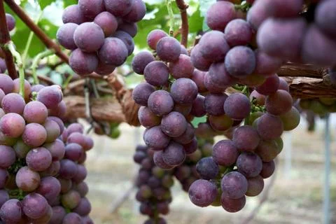 Ripe grapes Stock Photos