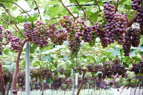 Ripe grapes Foto stock