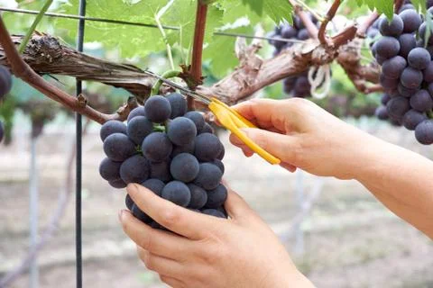 Ripe grapes Foto stock