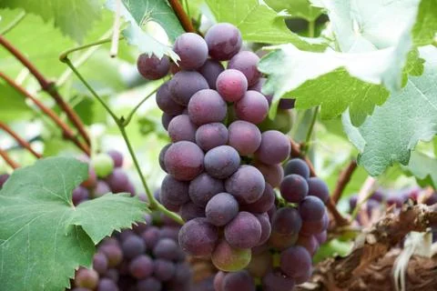 Ripe grapes Stock Photos