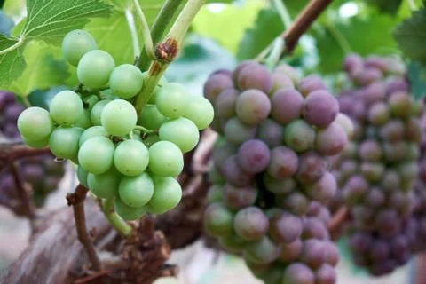 Ripe grapes Stock Photos