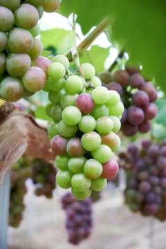 Ripe grapes Stock Photos