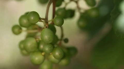 Ripen a bunch of grapes close-up Video stock 70482114