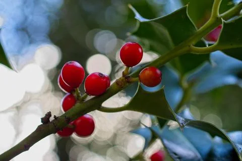 Ripen Mistletoe berries Stock Photos