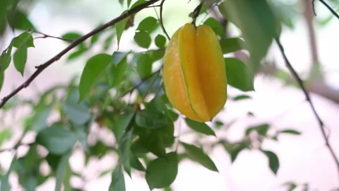 Ripen star fruit on tree Stock Footage 224461554