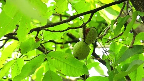 Ripen Walnuts on the Tree Branch. Wealthy Walnut Fruits Hang on Tree Branch. Stock Footage 70923435