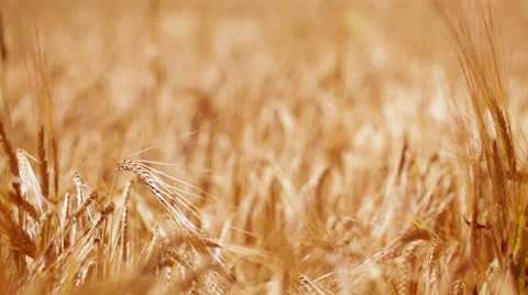 Ripen wheat in the fields; left pan Stock Footage 35945955