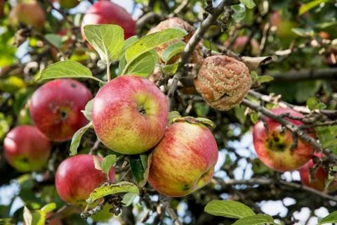 Ripened apples on the tree Stock Photos