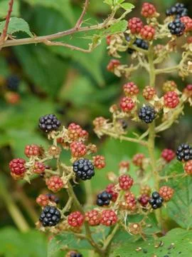 Ripened blackberries Stock Photos