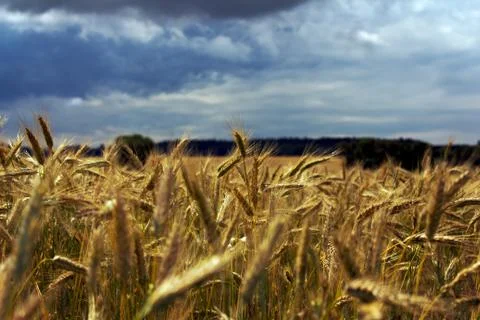 Ripened cereals - field 库存照片