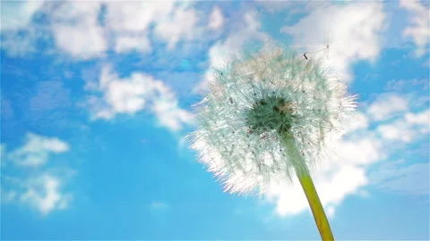 Ripened dandelion flower on deep blue sky with fluffy moving clouds. Vídeos de archivo 237595670