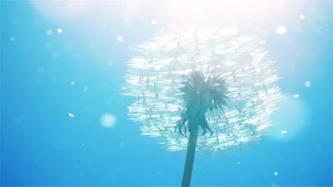 Ripened dandelion fluffy head with flying up to the sun blur particles Stock Footage 239518178