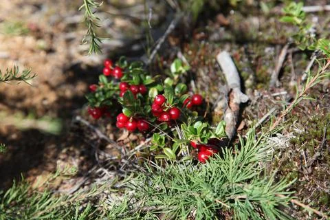 Ripened lingonberries in the forest Foto stock