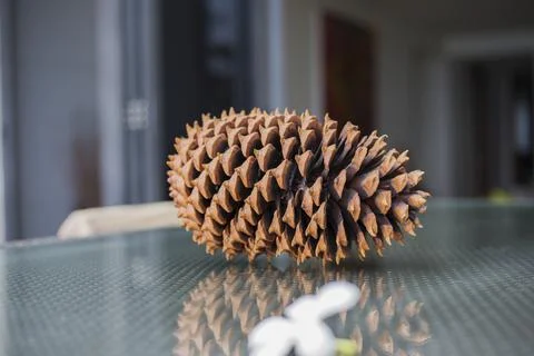 Ripened pinecone in the resin Stock-Fotos