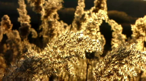 Ripened reed shaking in sunset light Stock Footage 346448