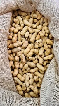 The ripened in-shell nuts are filled into large bags for sale at the city m.. Stock-Fotos