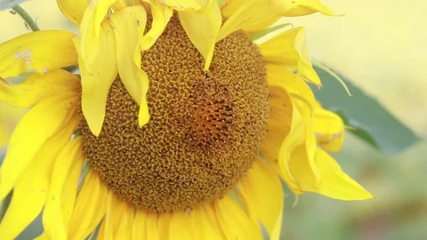 Ripened sunflower sways in the wind Stock Footage 128309330