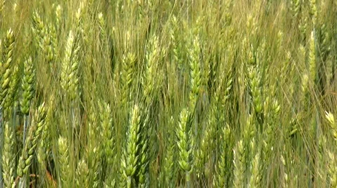 Ripened wheat Video stock 519646